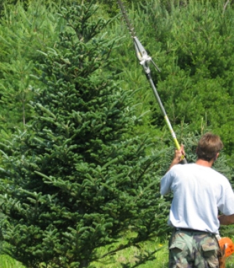 Peacefull Hill Tree Farm